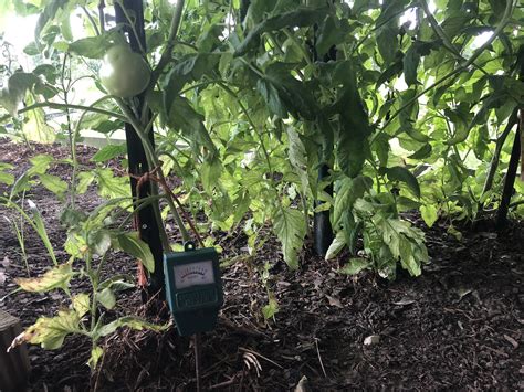 tomatoes measuring soil moisture with a meter|tomato moisture level calculator.